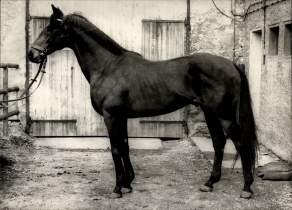 Foto Pferd auf einem Bauernhof