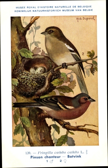 Artist PC Dupond, Hub., Fringilla coelebs, vink