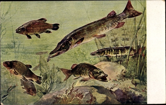 Artist PC Meinholds Tierbild No. 20 a, pike, tench