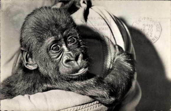 Postcard Zoological Garden Basel, Gorilla Goma