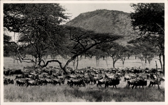 Postcard Africa, antelopes