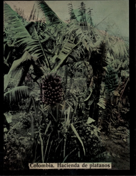 Photo Kolumbien, Banana farm, Bananenstauden