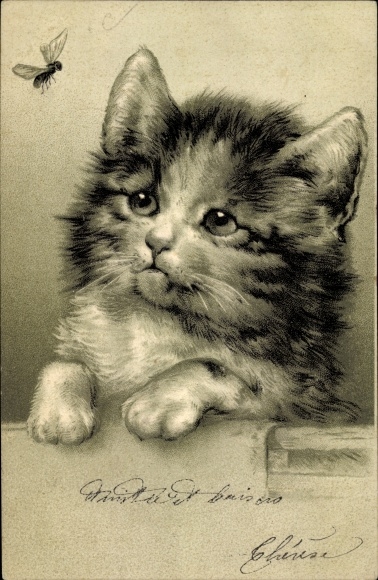 Embossed Chromo-Litho Domestic cat watching a fly