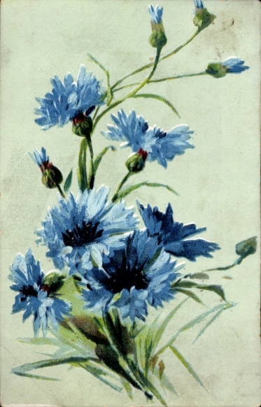 Postcard Blue Cornflowers