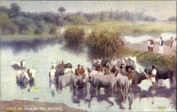 Postcard Colombo Ceylon Sri Lanka, view of the Ceylon tea plantation, Lipton