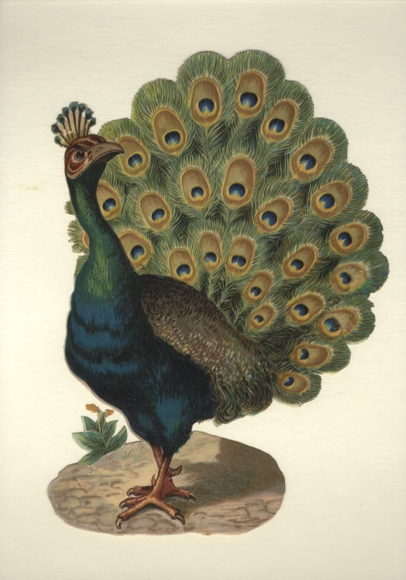 Wafer peacock with raised wheel, beautiful!, size approx. 24 x 16 cm