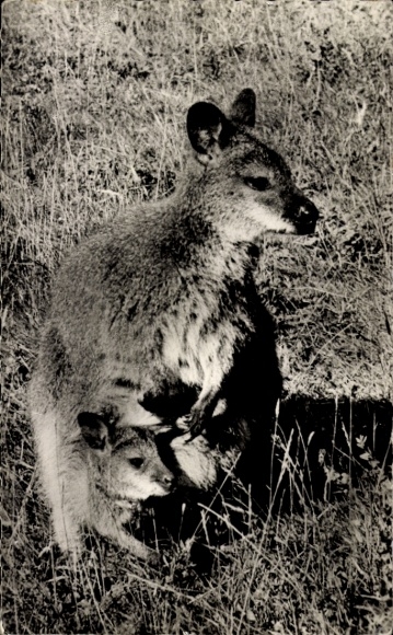 Postcard Cleres Seine Maritime, Zoo, Kangaroos