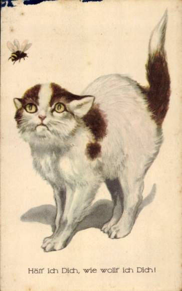 Postcard Cat, Bee, If I Had You, How I Want You