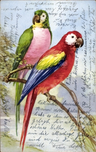 Artist Postcard Two parrots sitting on a branch, Ara