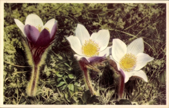 Postcard Spring Anemone, Flowers
