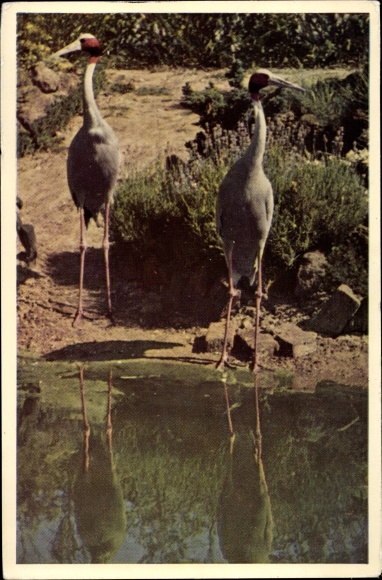 Postcard Sarus cranes, birds