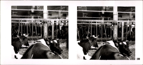Stereo Raumbild Foto "Die NS-Musterbetriebe 1937-38" Nr. 138, Rittergut Peseckendorf, Kuhstall