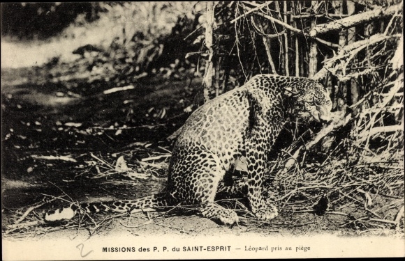 Holy Spirit PP AK missions, leopard caught