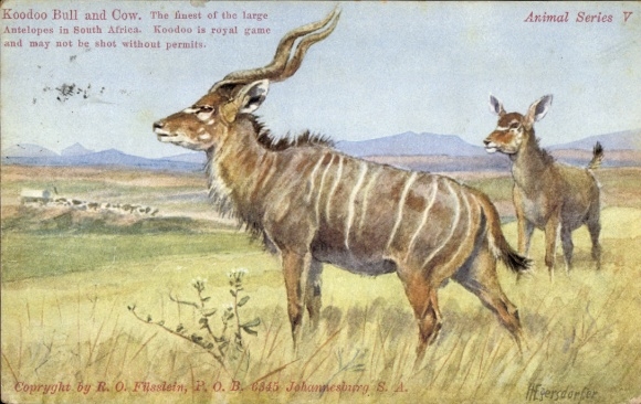 Artist Postcard South Africa, Koodoo Bull and Cow
