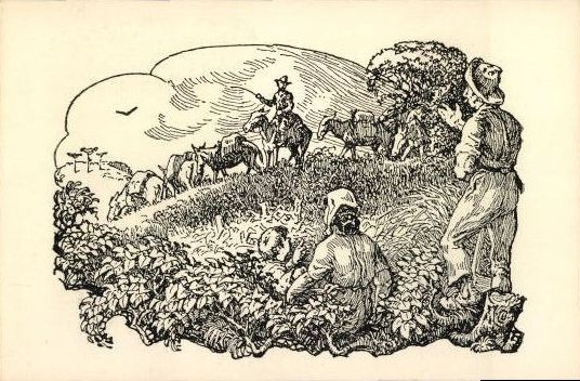 24 PCs in the envelope O Colono No Rio Grande DO Sul, The Farmer, Jose Lutzenberger