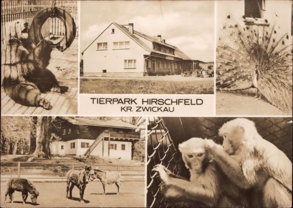 PC Hirschfeld in Saxony, zoo, monkeys, peacock, brown bear, donkey, pony