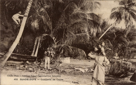 KP Guadeloupe, zbieranie kokosa