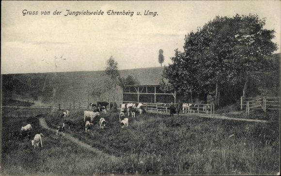 Ansichtkaart Ehrenberg Kriebstein Mittelsachsen, weiland voor jongvee, vee