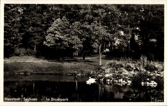 Postcard Neustadt in Sachsen, city park, pond, swans