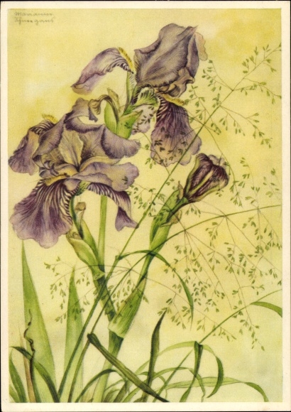 Artist PC snow goose, Marianne, flowers, sword lily, Ackermann 10042
