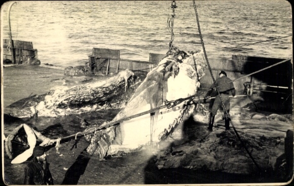 Foto Ak Walfang, zerlegter Wal