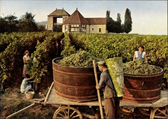 Ak Schweigen an der Weinstraße, Das deutsche Weintor, Weinlese, Ernte