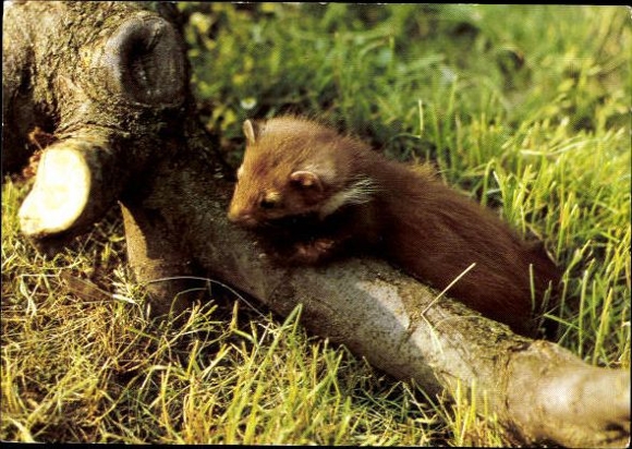 13 starych pocztówek z różnymi zwierzętami z ogrodów zoologicznych, niedźwiedziami polarnymi, pandami, lisami