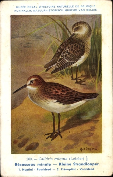 Kunstenaar Ansichtkaart Dupond, H., Vogel, Calidris minuta, Leisler