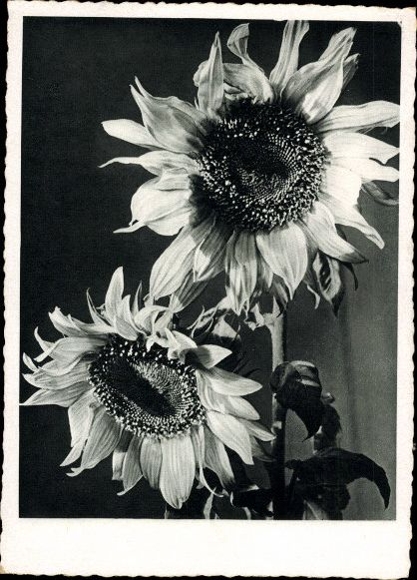 8 old PCs flowers, various motifs