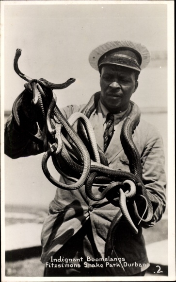 Photo Postcard Durban South Africa, Indignant Boomslangs, Fitzsimons Snake Park
