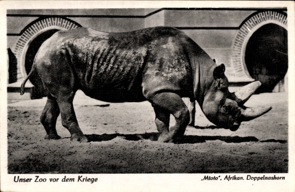 Ak Berlin Tiergarten, Zoologischer Garten, Mtoto, Afrikanisches Doppelnashorn