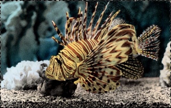 Postcard Pacific lionfish, Pterois volitans, Aquarium Monaco