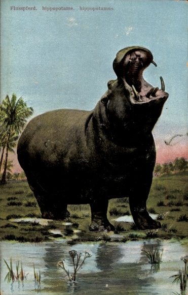 Ak Flusspferd, Hippopotamus