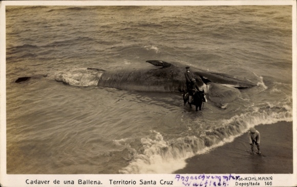 Postcard Territorio Santa Cruz Argentina, carcass of a stranded whale