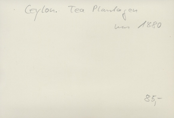 Foto Sri Lanka Ceylon, theeplantage, vrouwelijke oogsters, rond 1880