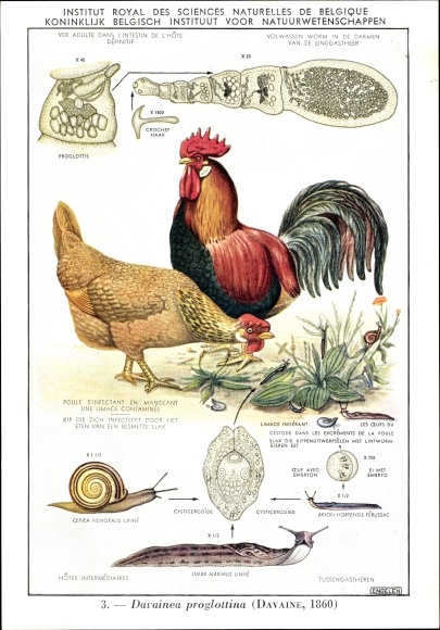 Postcard Davainea proglottina, Bandwurm, Parasit, Royal Belgian Institute of Natural Sciences