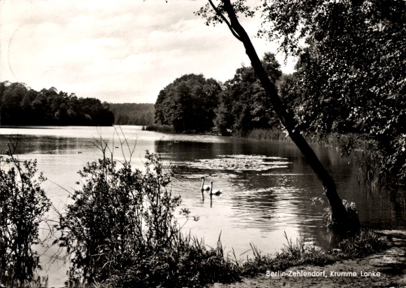 Postcard Lanke Wandlitz in Brandenburg, peaceful lake landscape, swans, surrounded by trees, water...