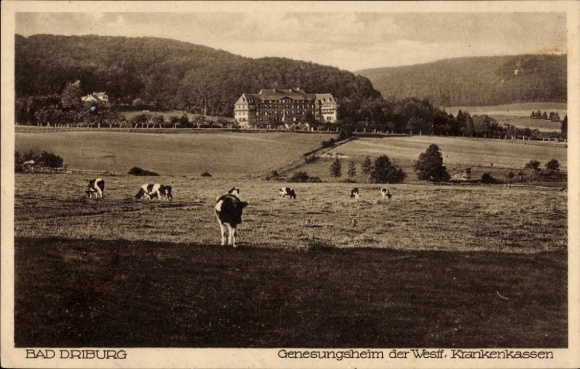 Postcard Bad Driburg in Westphalia, historic building, cows in the meadow, rural landscape