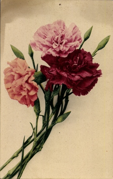 Postcard Nelken