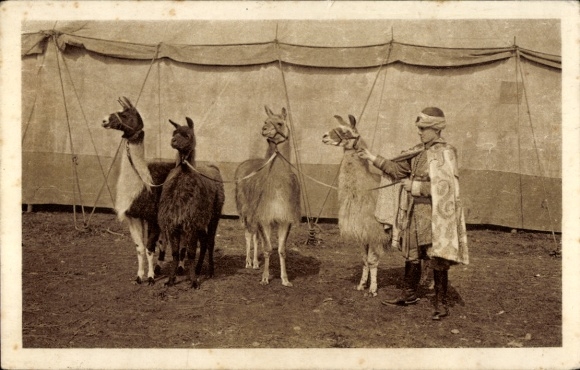 Postcard Large Predator Show and Circus Willy Hagenbeck, Lamas
