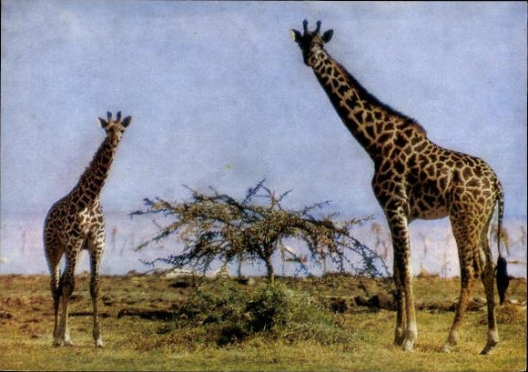 8 old PCs various zoo animals, wild animals, zebra, giraffe, donkey