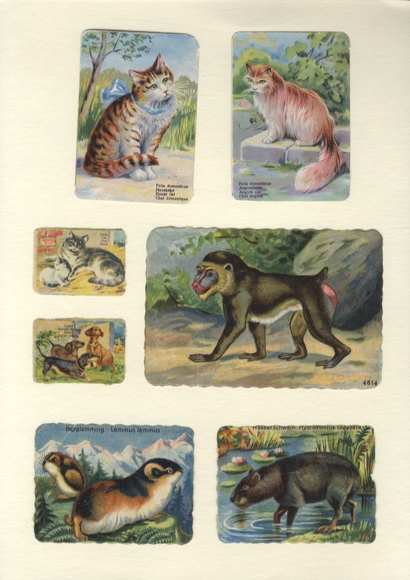 7 wafers / glossy pictures cats, dachshunds, monkeys, lemmings, capybara, approx. 8 x 12 cm to 3.5 x 5 cm