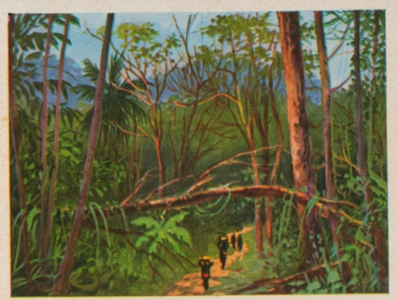 Sammelbild Deutsche Kolonien, Bild 176 Kameweg bei Liati