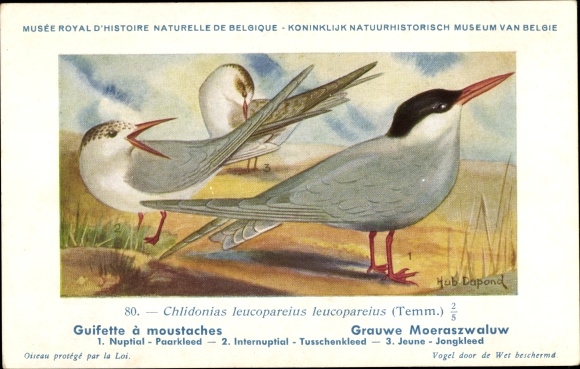Kunstenaar Ansichtkaart Dupond, Hub., Chlidonias leucopareius, Grijze Stern