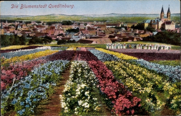 Ak Quedlinburg in het Harzgebergte, bloemenvelden, stadsgezicht, bloeiend landschap