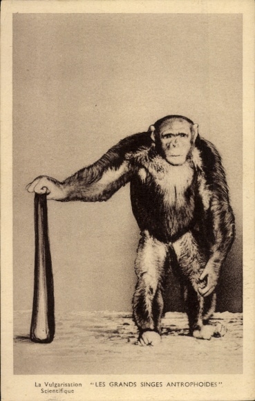 Postcard La Vulgarisation Scientifique, The Great Apes