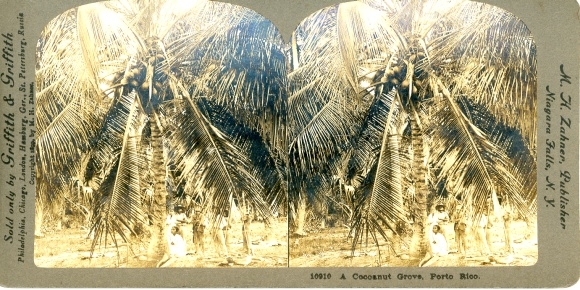 Stereo photo Puerto Rico, coconut trees