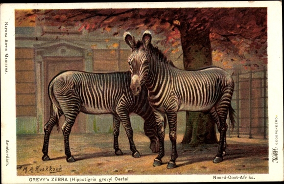 Artist Postcard Koekkoek, MA, Hippotigris grevyi Oestal, Zebra