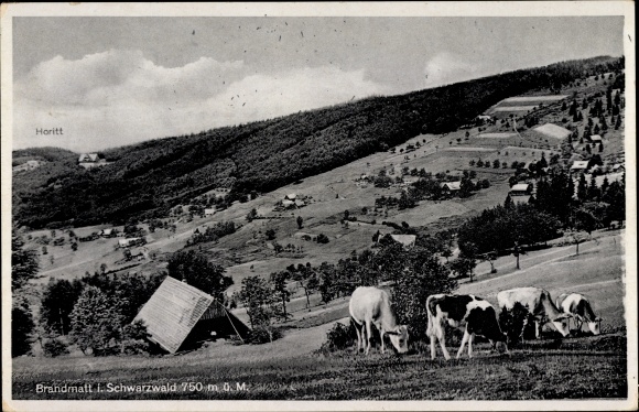 Postcard Brandmatt Sasbachwalden in the Black Forest ^, cattle, landscape