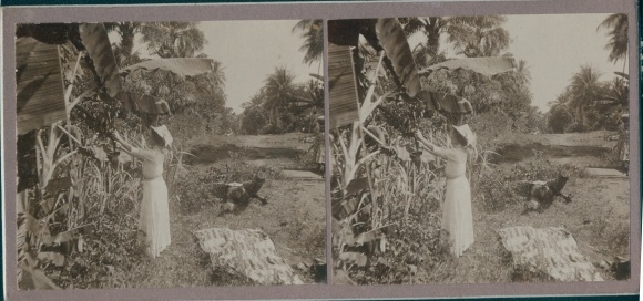 Stereo photo Waterloo Sierra Leone, woman picking bananas